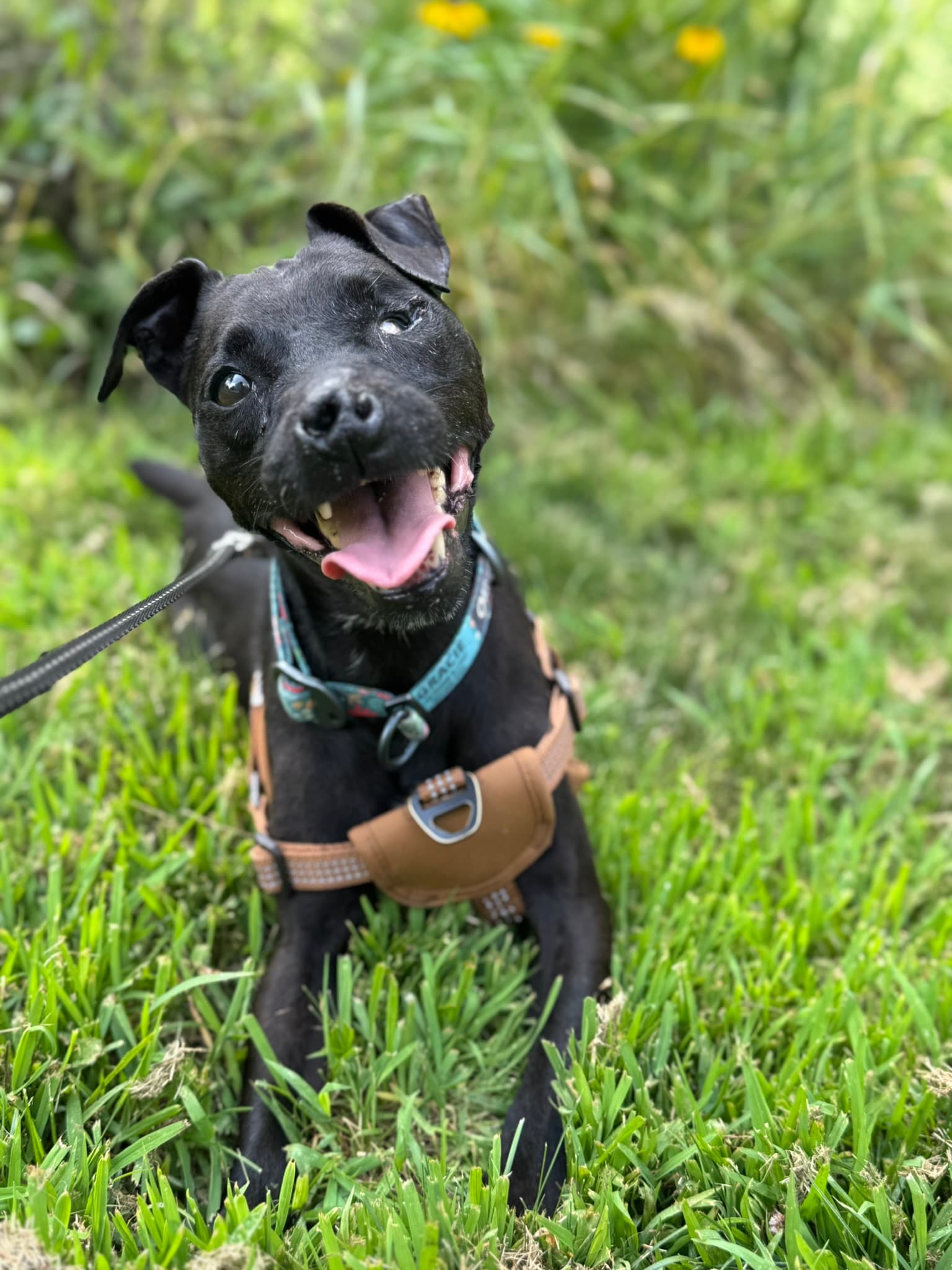 Photo of Gracie, the Little Black Dog